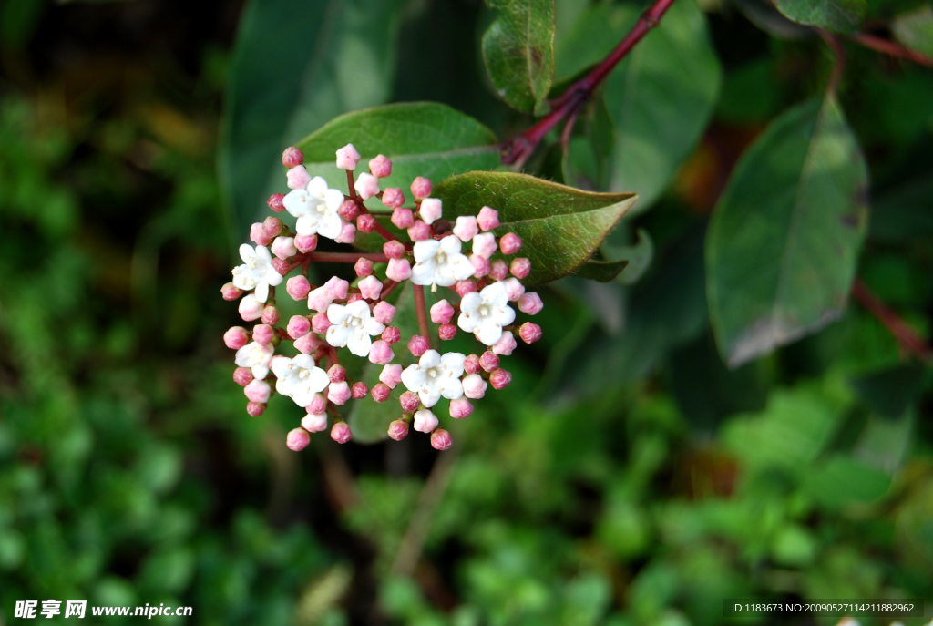 精致小花