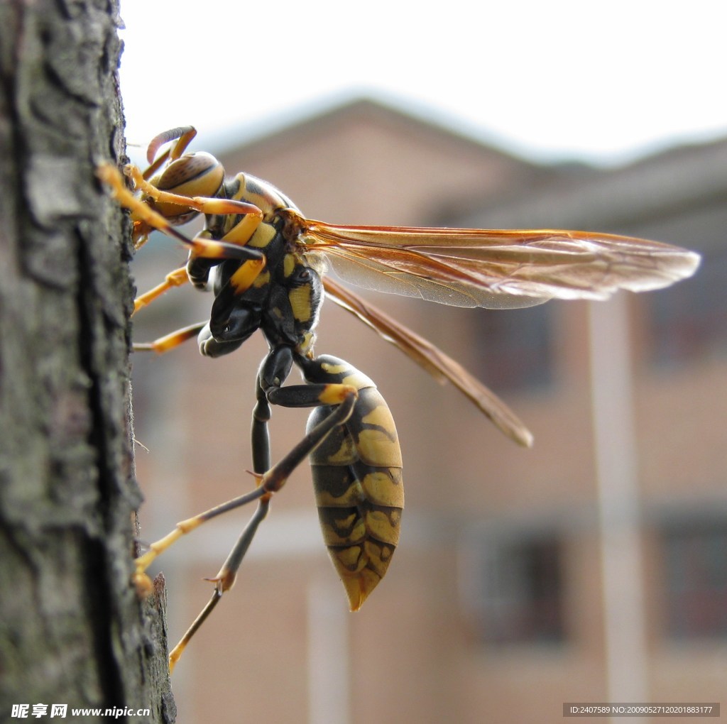 大黃蜂