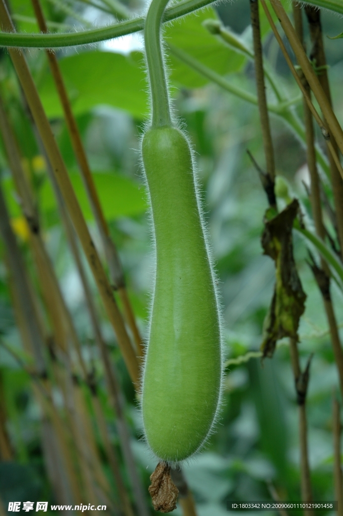 葫蘆