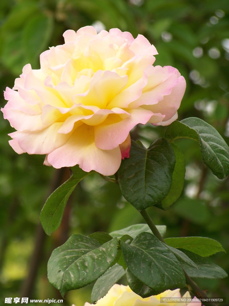 陽光之花