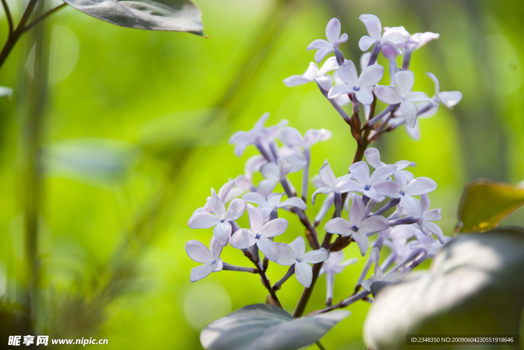 紫丁香花
