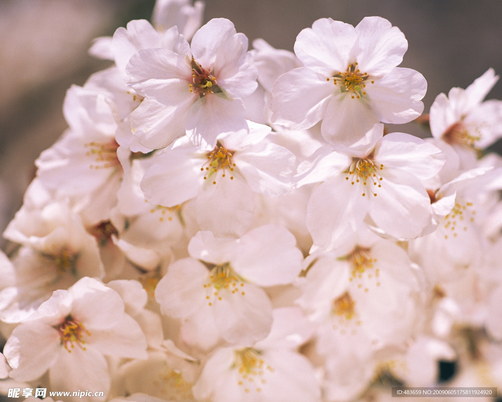 花枝
