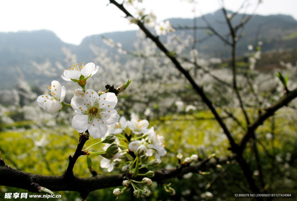李花