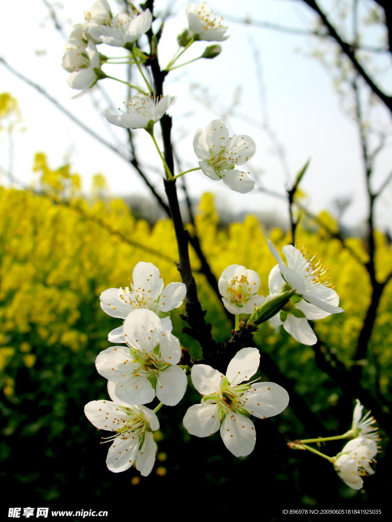 李花