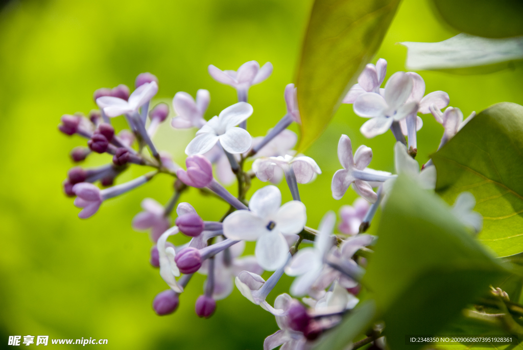 紫丁香花綠色