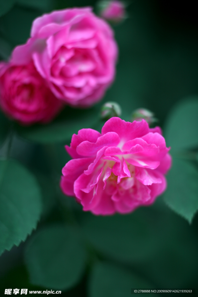 薔薇01
