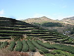 茶山