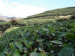 茶山