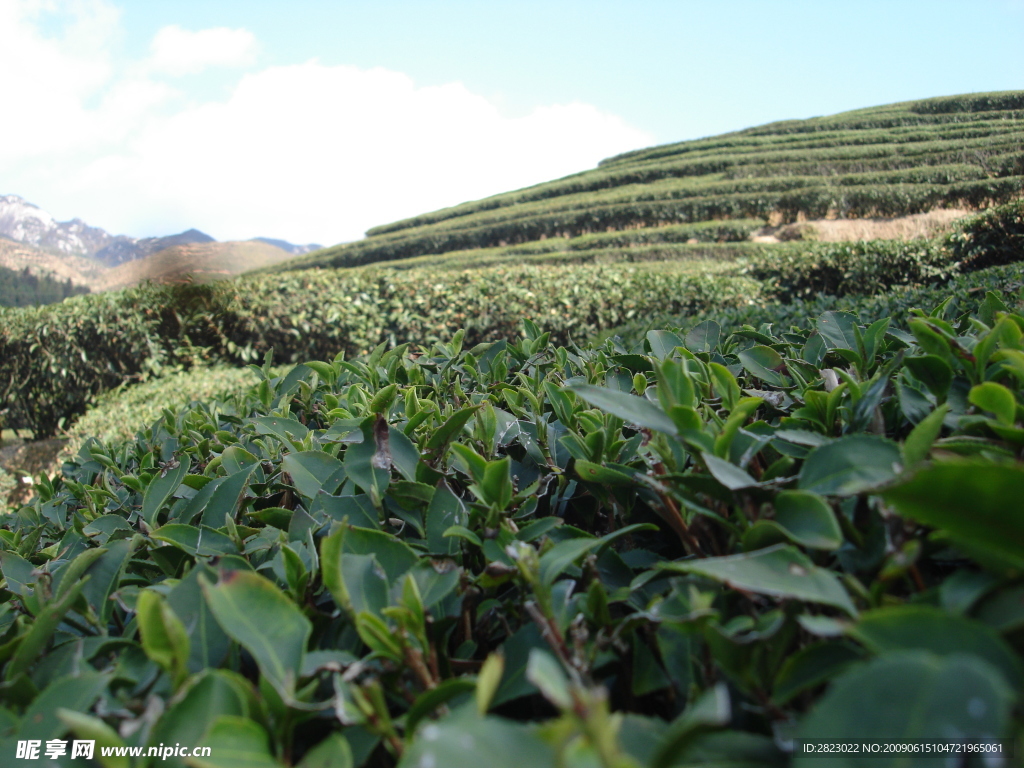 茶山
