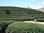 茶山