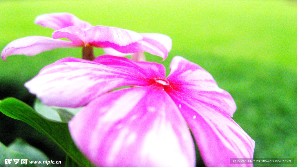 花圖系列