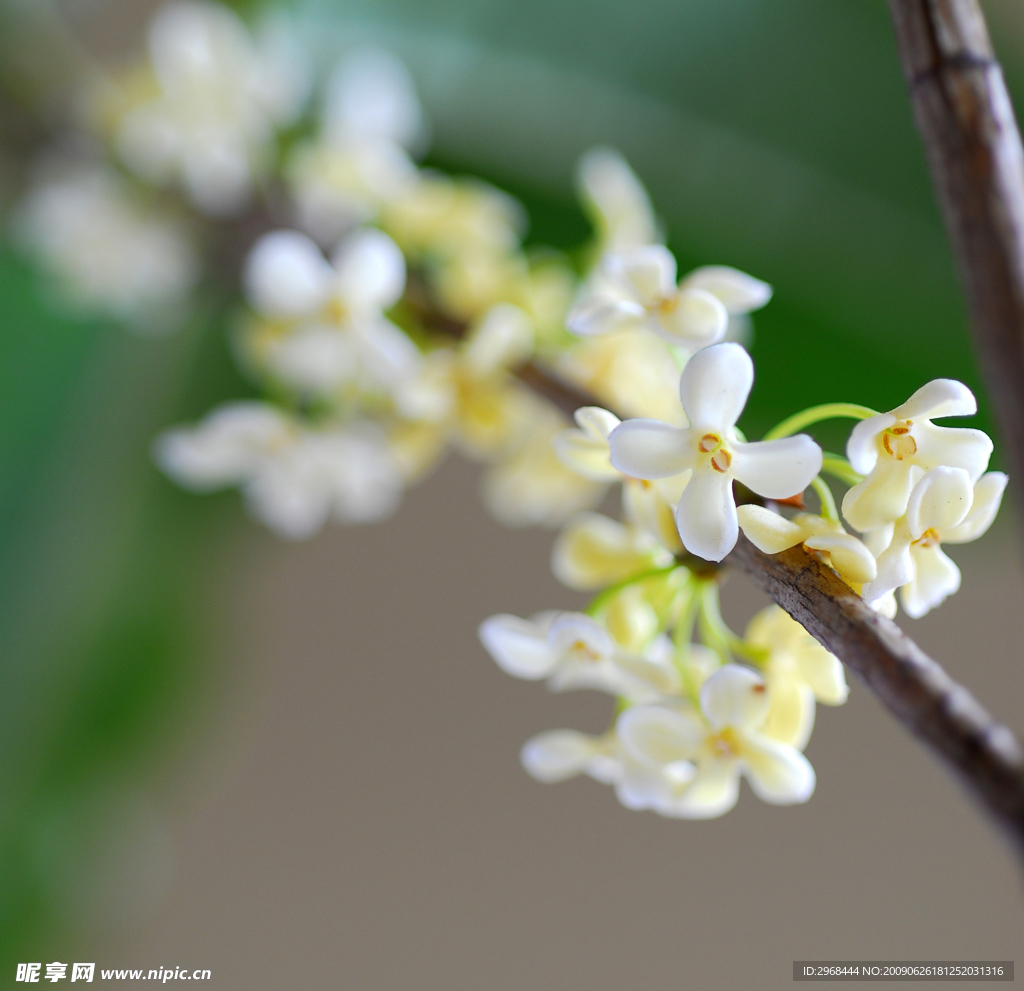 桂花