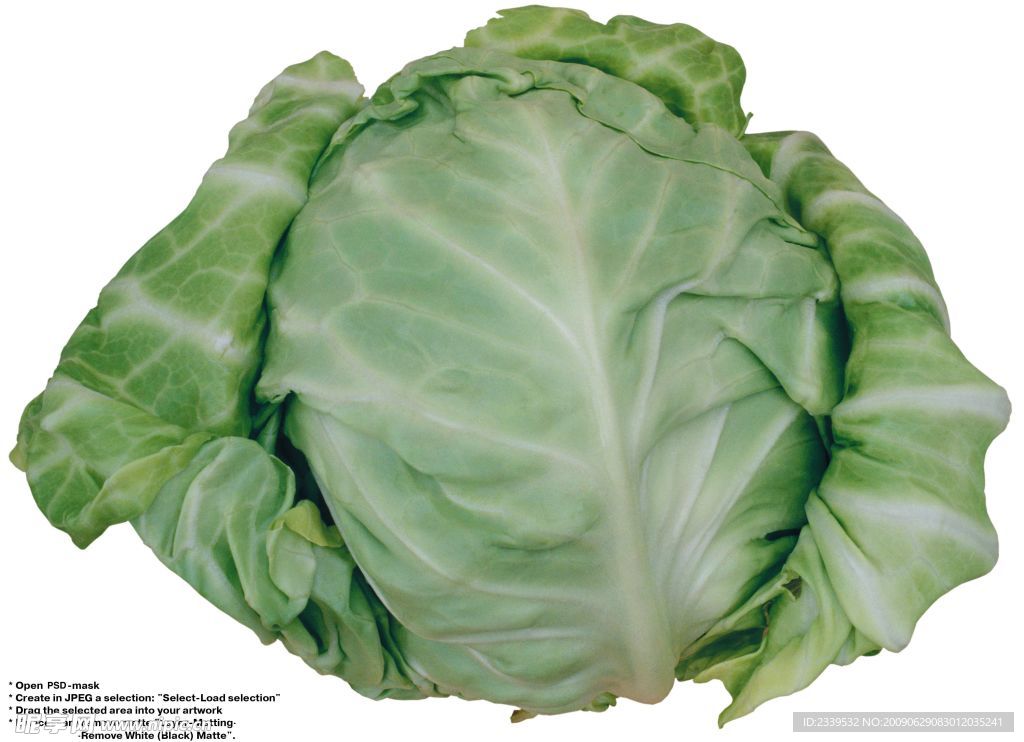 卷心菜