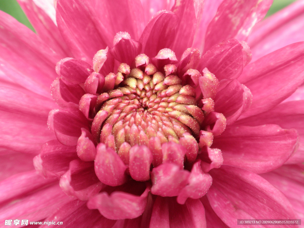 菊花特寫