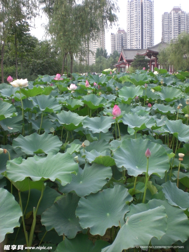 荷花池