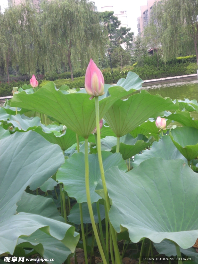 荷花池