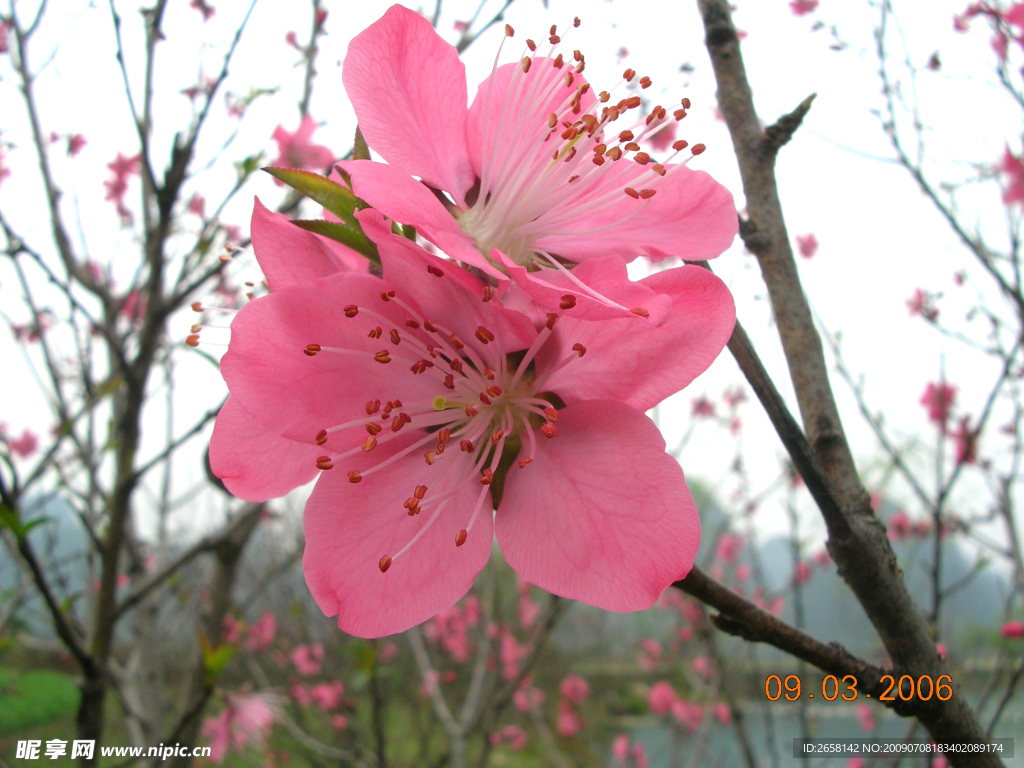 桃花盛開
