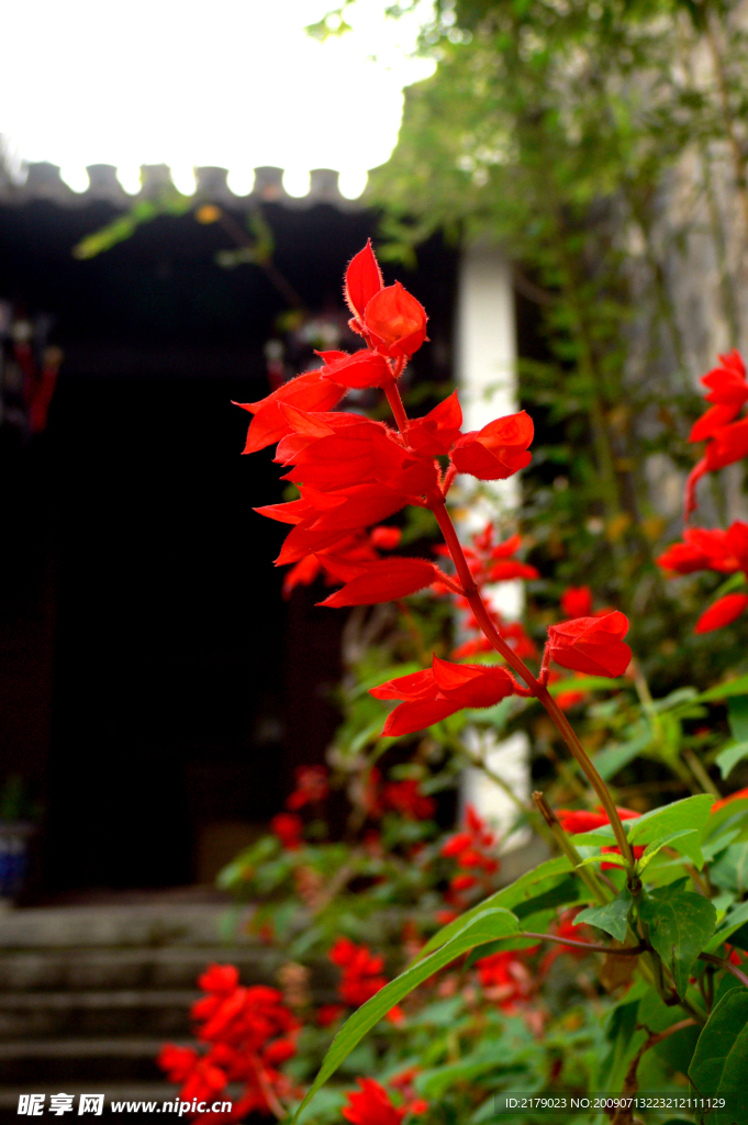 農(nóng)家花卉