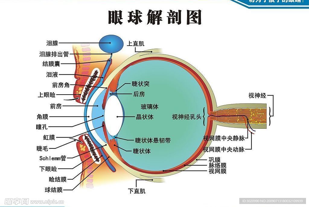 眼球解剖图