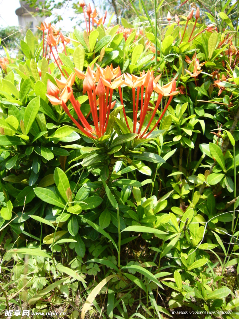 綠葉鮮花