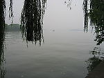 湖  垂柳