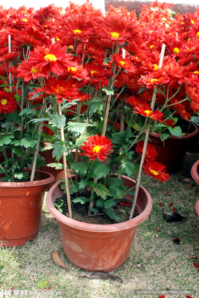 菊花