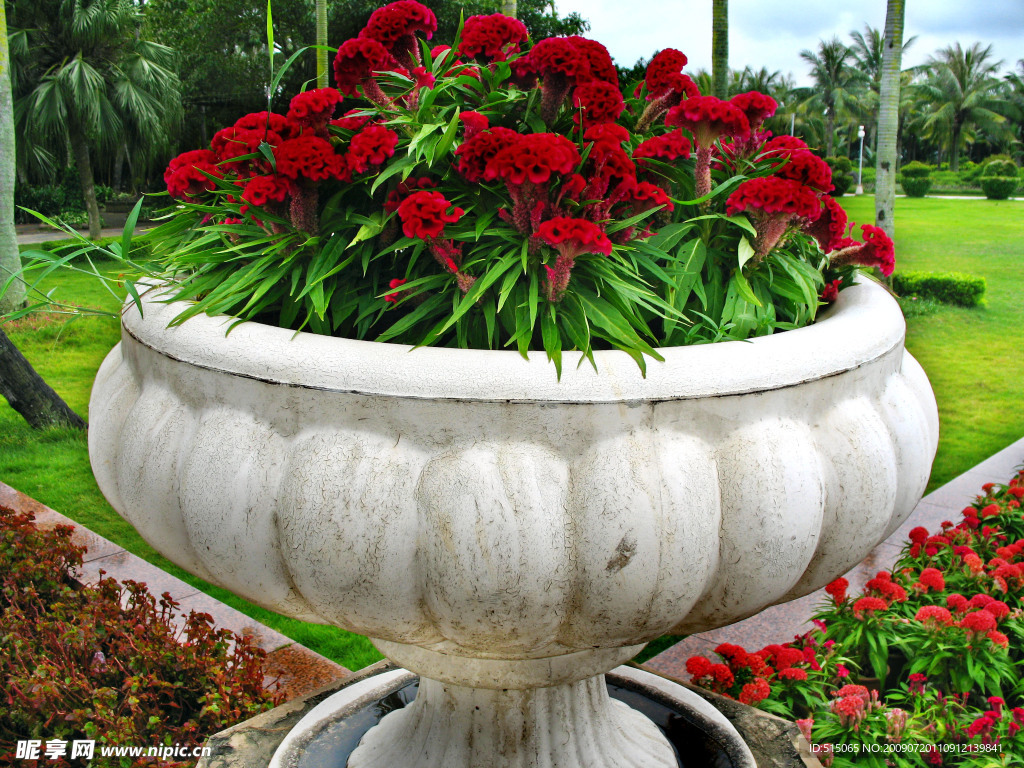 雞冠花