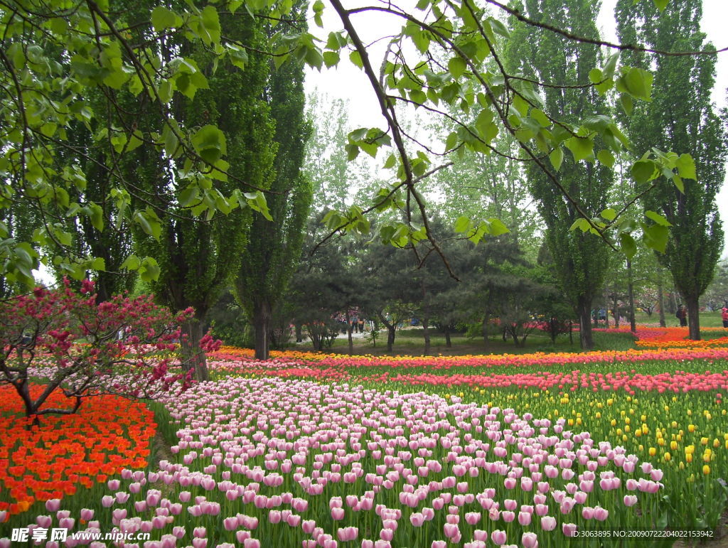 郁金香園