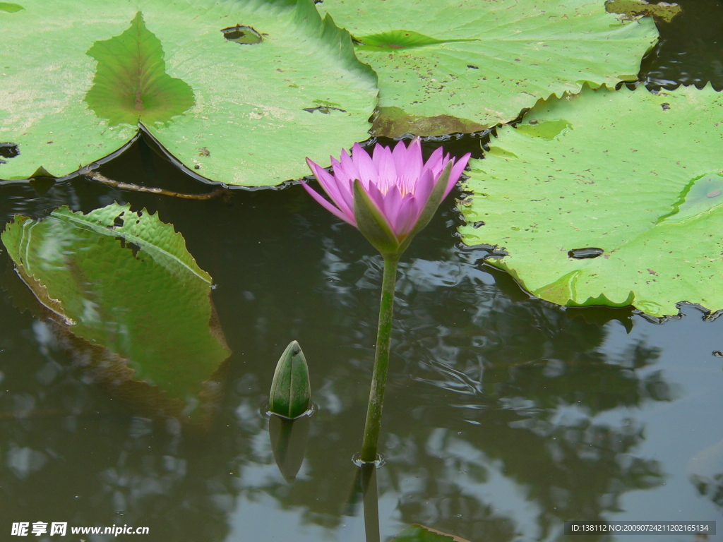 蓮花（原創(chuàng)）
