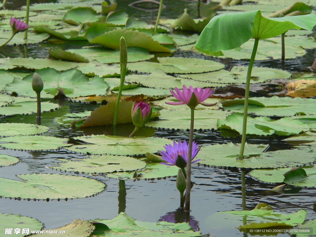 蓮花（原創(chuàng)）