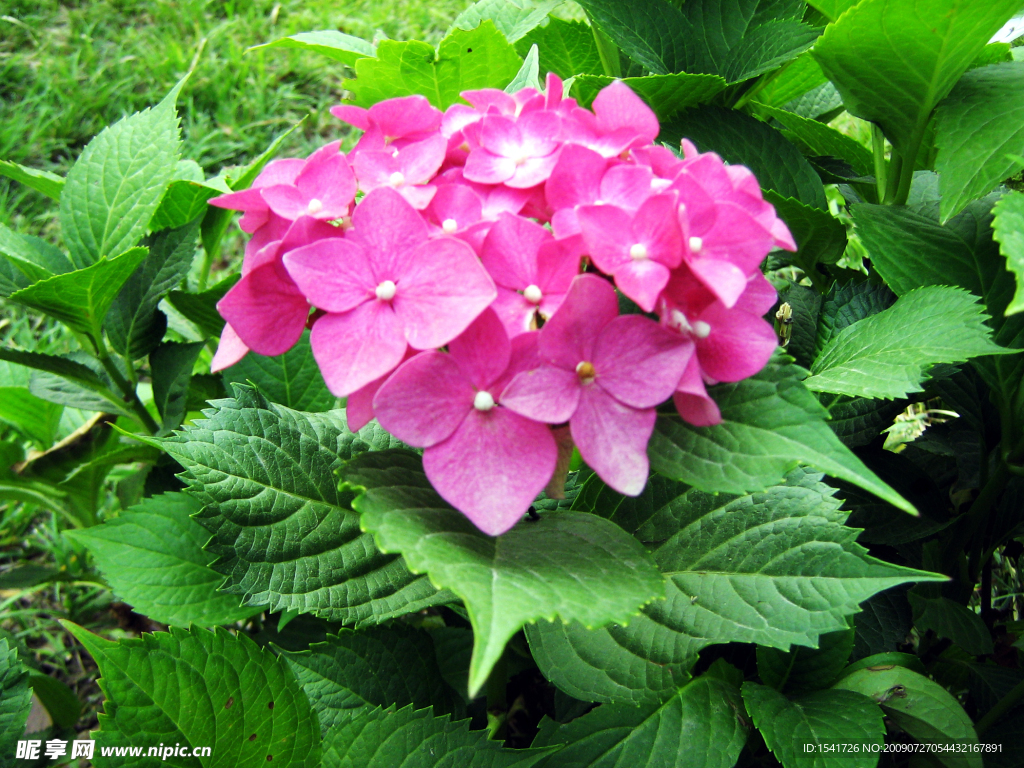 簇花