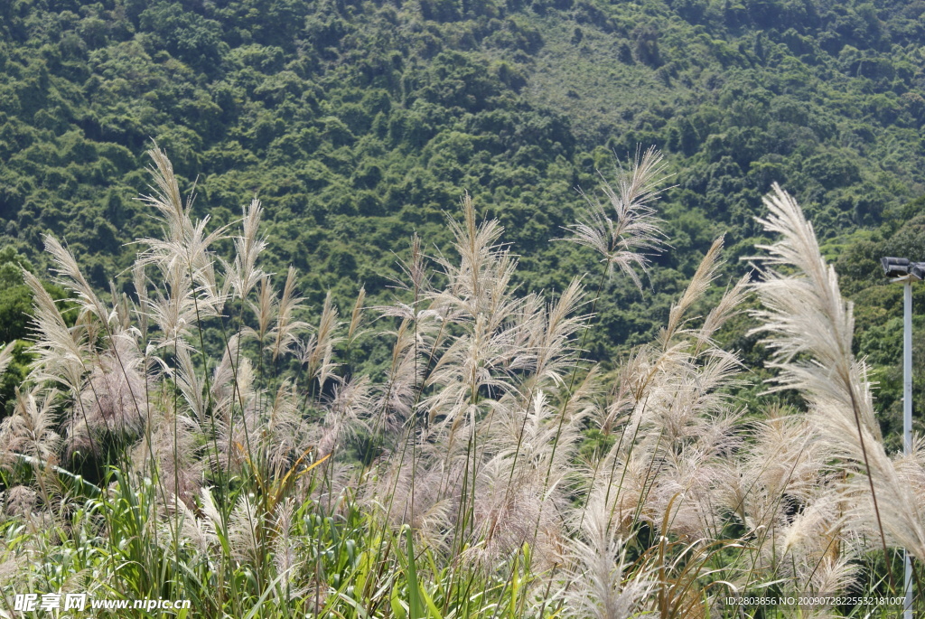 蘆葦  草地  綠色