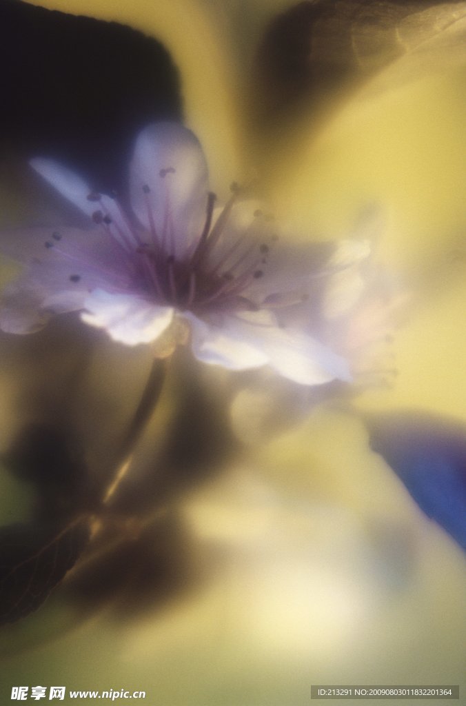 高清花卉