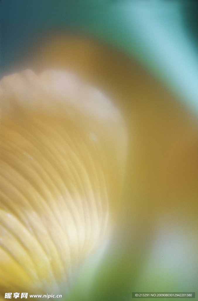 高清花卉