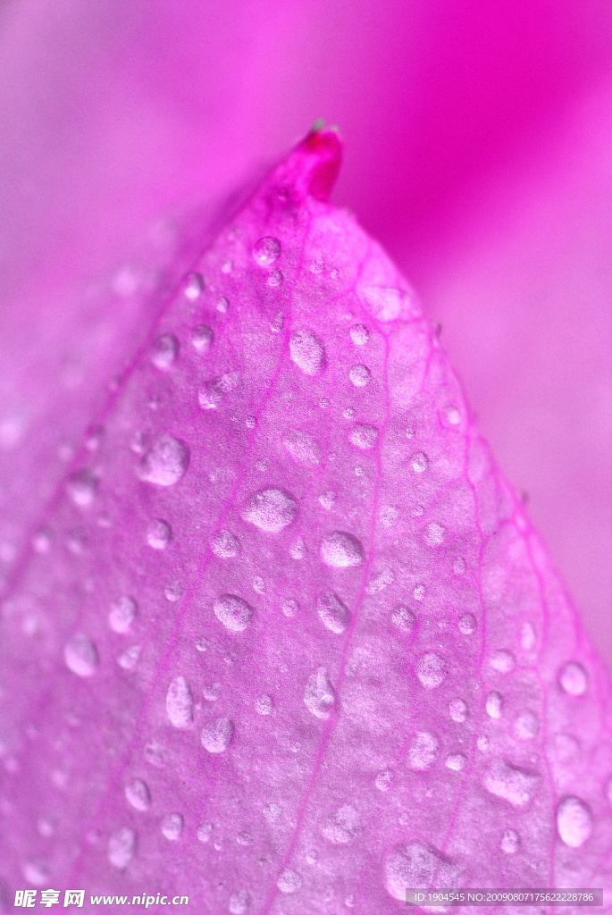 雨后荷花002