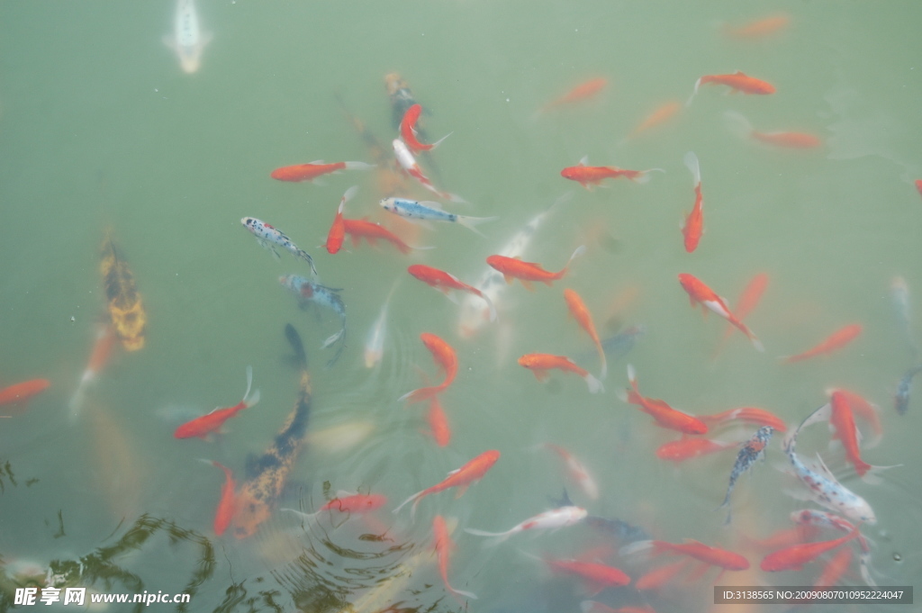 觀賞魚照片