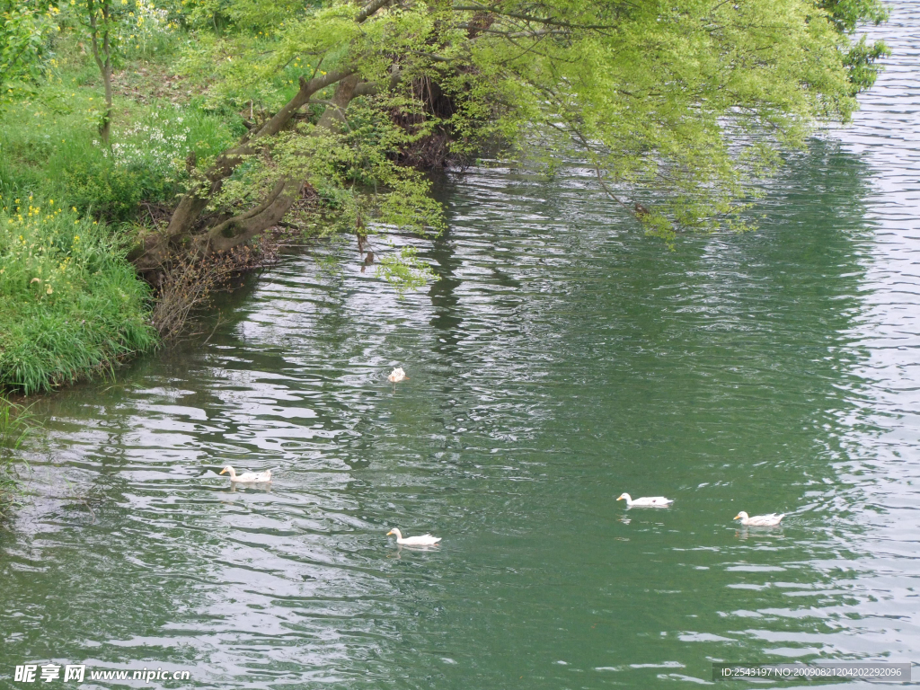 池塘