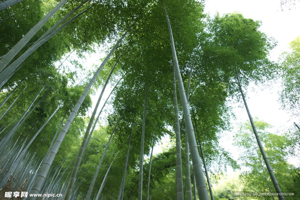 竹林