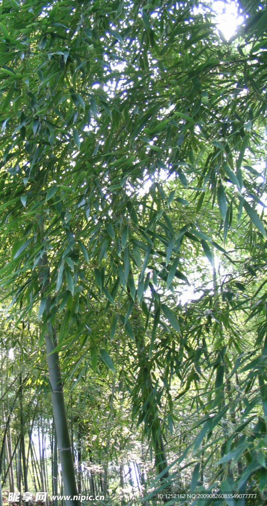 竹林2
