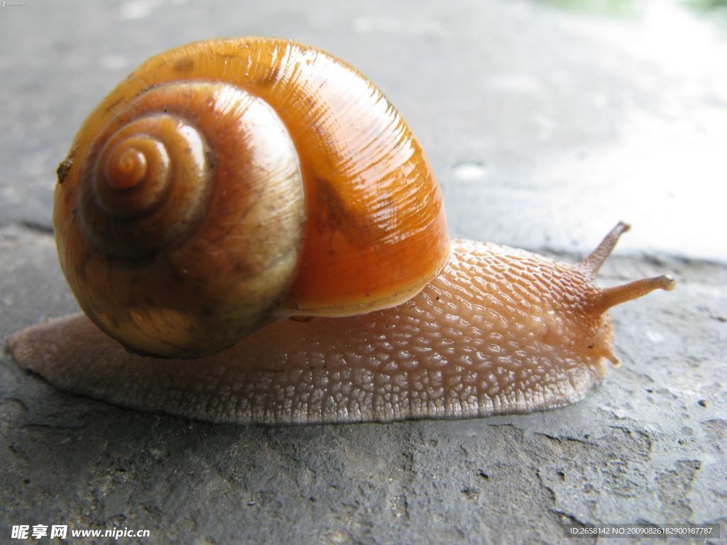 高清蜗牛