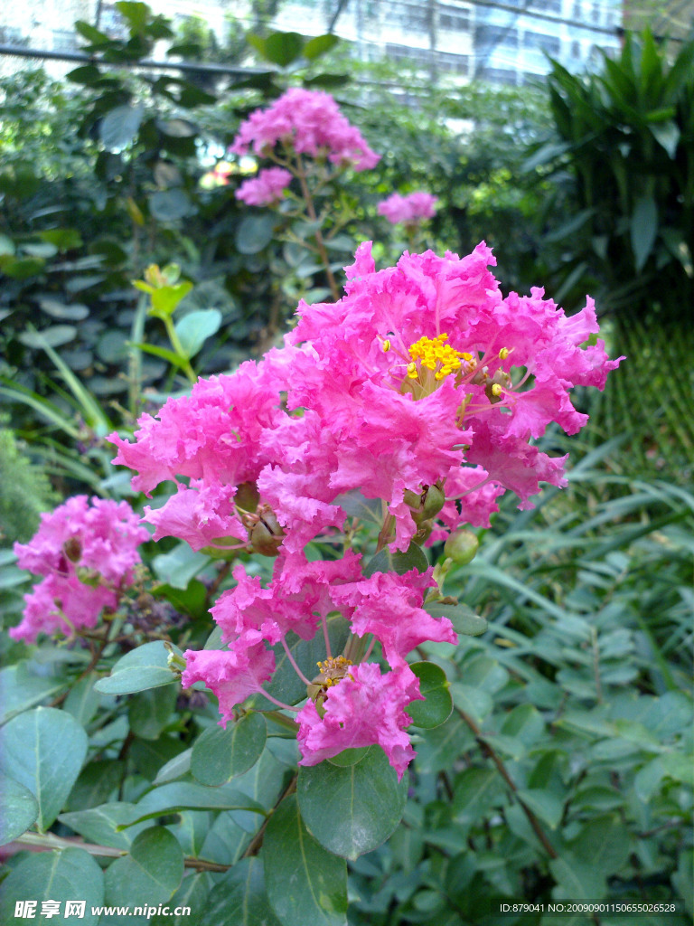 紫薇花