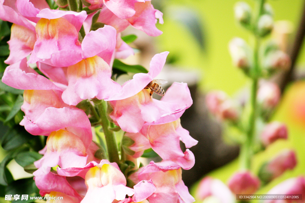 蜜蜂與花