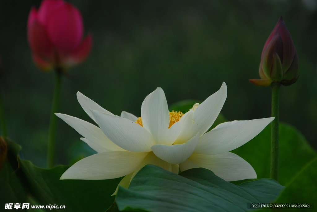荷花