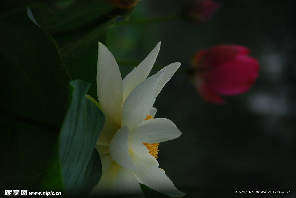 荷花