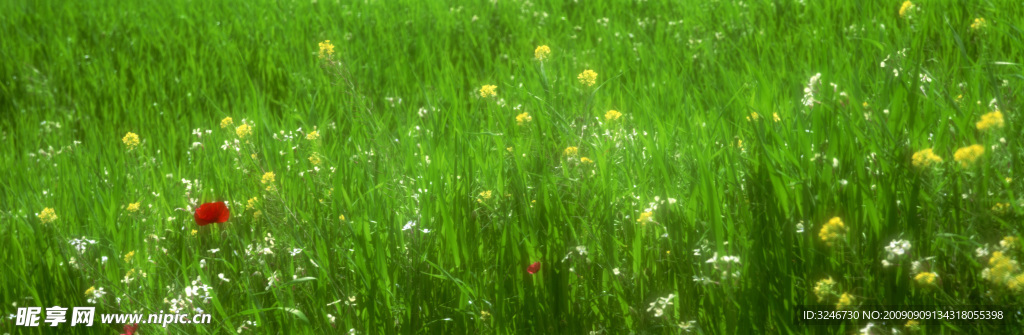 草地与野花