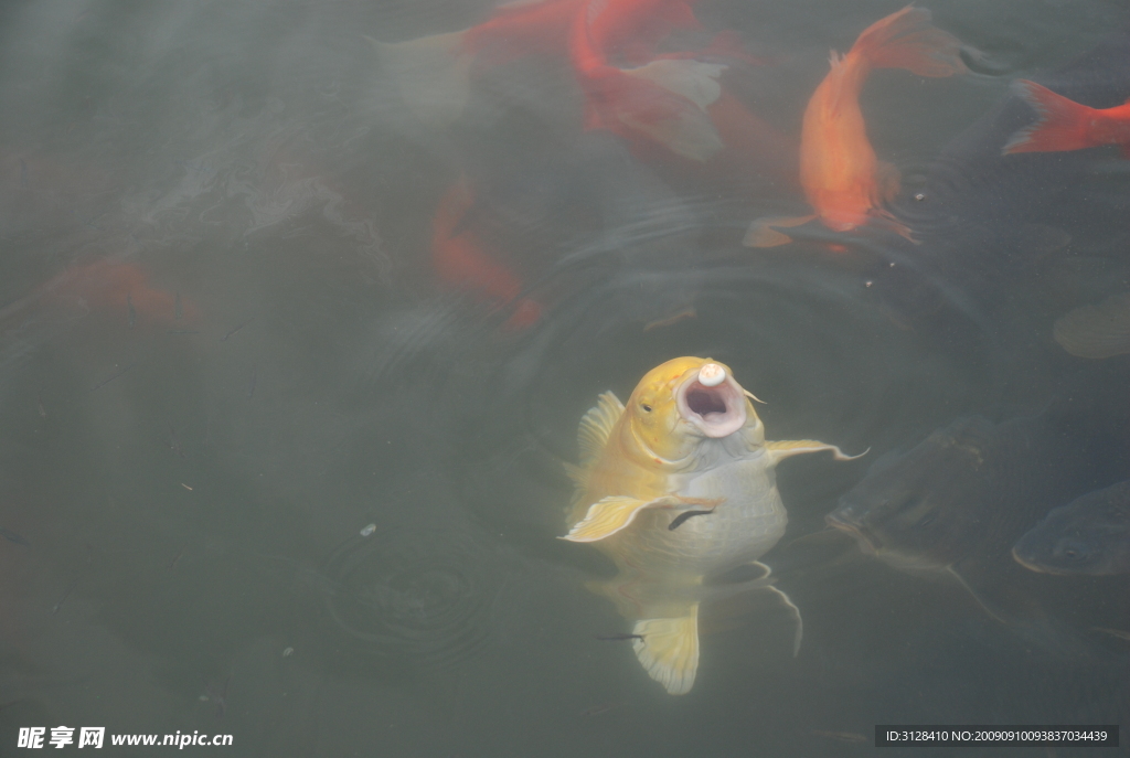 魚(yú)“食”