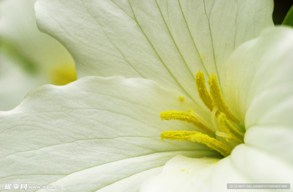花蕊