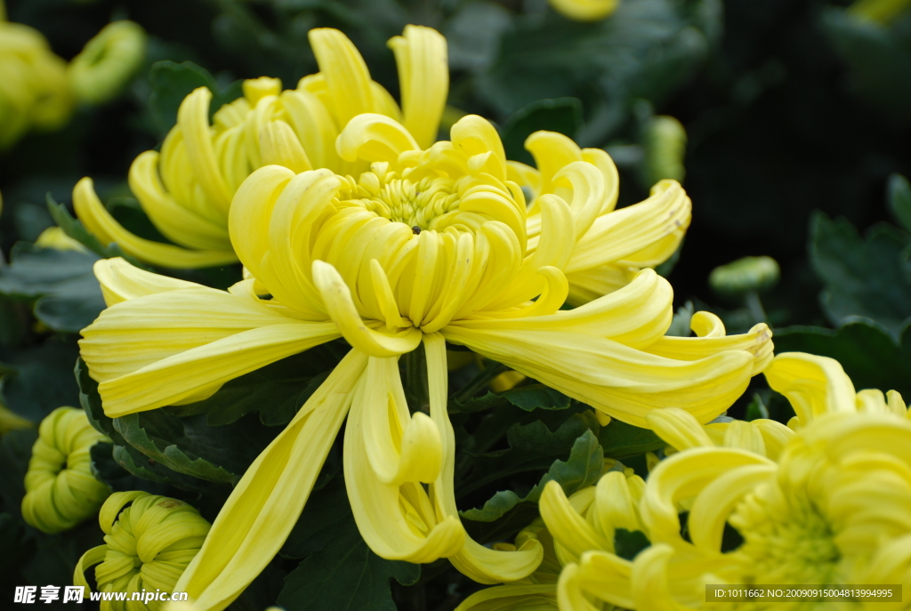 菊花