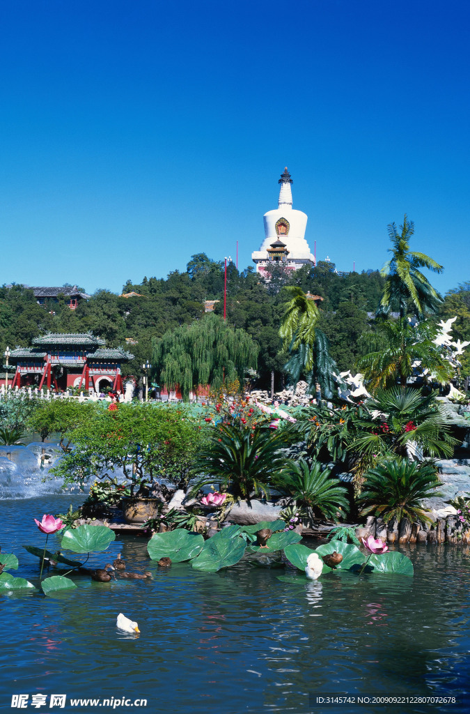 荷花水景