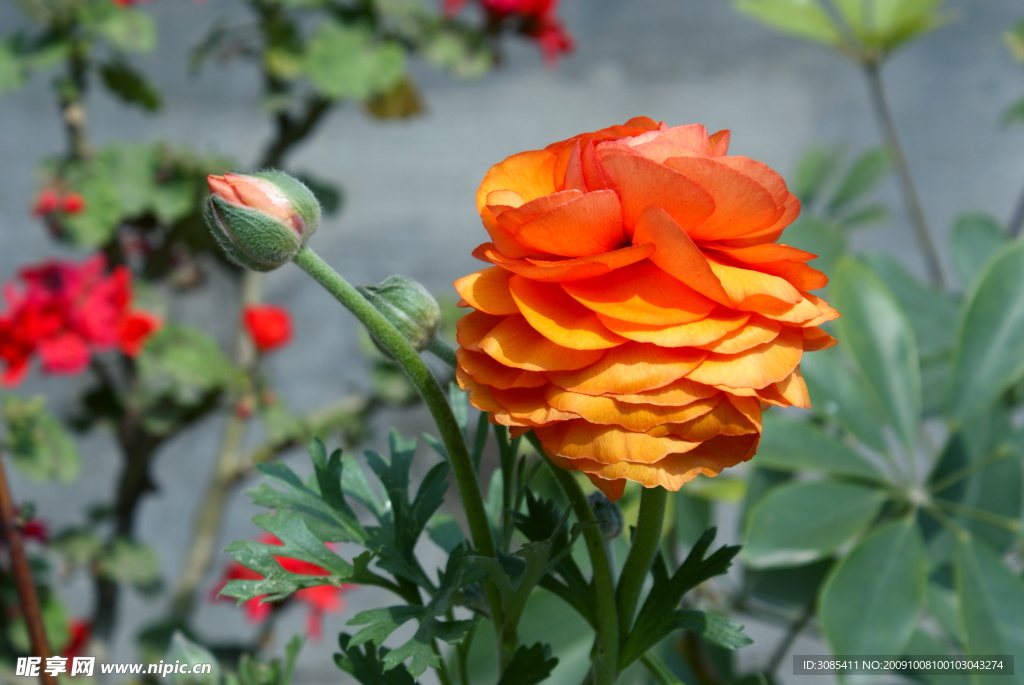 芹菜花